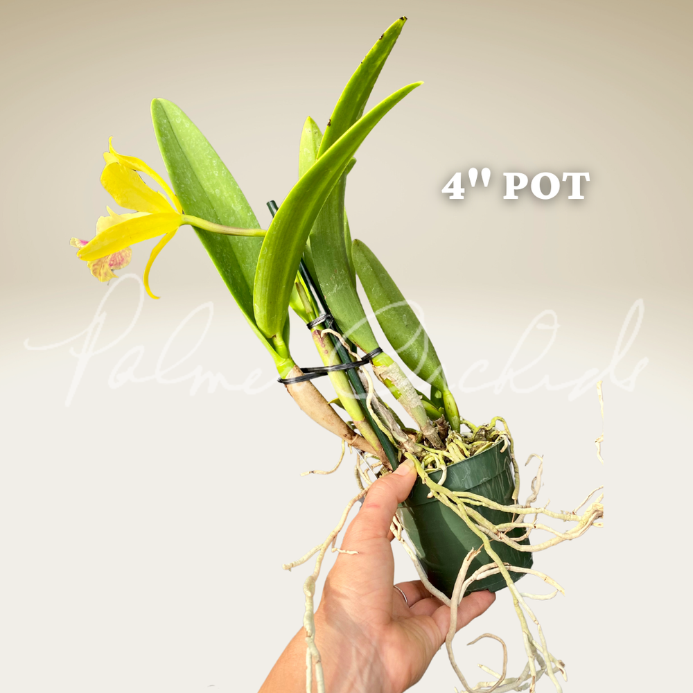 Rby. Lime Cooler — Palmer Orchids